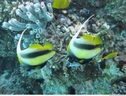 Photo Textures of Underwater World